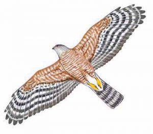 Sharp-shinned Hawk