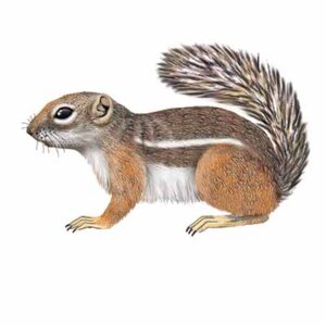 Harris’ Antelope Squirrel