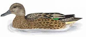 White-breasted Nuthatch