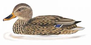 Yellow-bellied Sapsucker