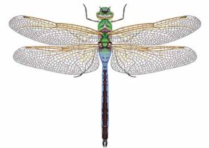 Green Darner