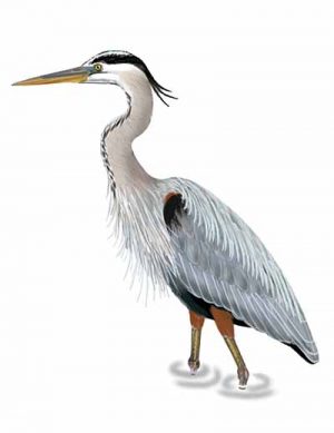 Rose-breasted Grosbeak