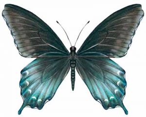 Pipevine Swallowtail