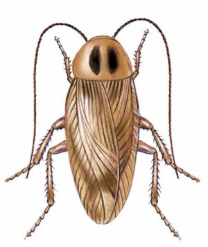 German Cockroach
