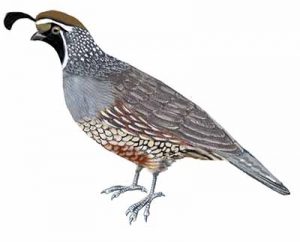 American White Pelican