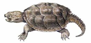 Snapping Turtle