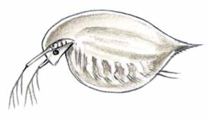 Water Flea