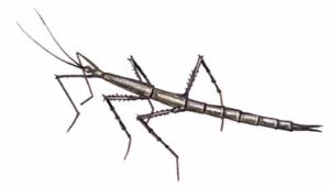 Northern Walkingstick