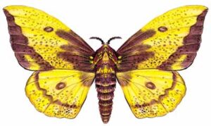 Gossamer-winged Butterflies