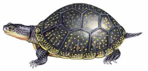 Blanding’s Turtle