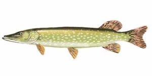 Northern Pike