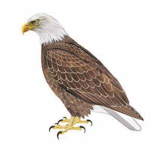 Shorebirds & Wading Birds