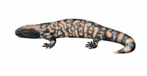 Gila Monster