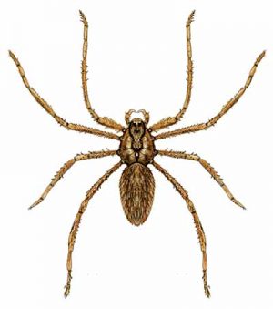 Brown Recluse Spider