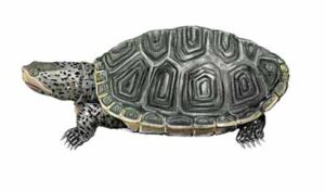 Diamondback Terrapin