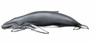 Humpback Whale