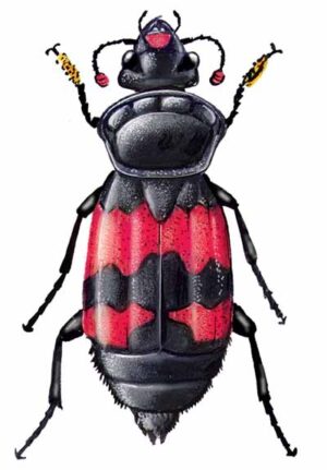 Say’s Carrion Beetle