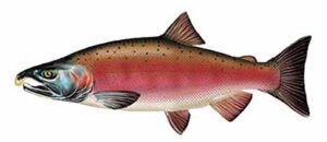 Coho (Silver) Salmon
