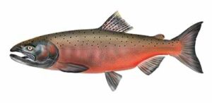Chinook (King) Salmon