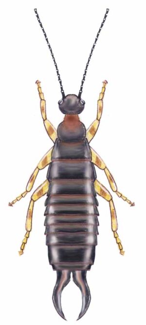 Earwig