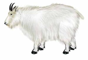 Mountain Goat