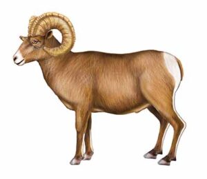 Bighorn Sheep
