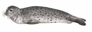 Harbor Seal