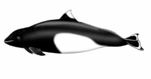 Dall’s Porpoise