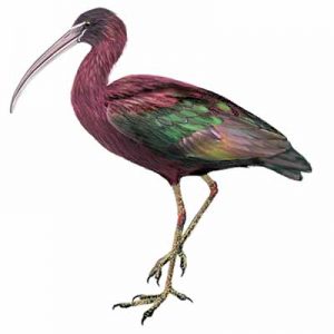 Golden-crowned Kinglet