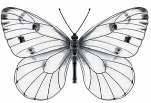 Swallowtail Butterflies