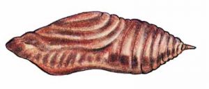 Common Checkered Skipper