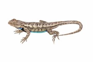 Prairie Lizard