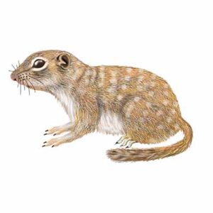 Spotted Ground Squirrel