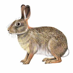 Eastern Cottontail