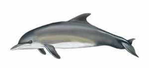 Bottlenosed Dolphin