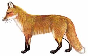Red Fox