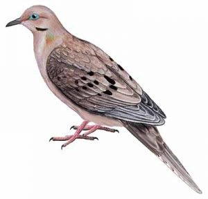 Great Crested Flycatcher